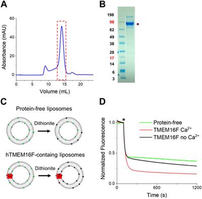 Generation of human TMEM16F-specific affibodies using purified TMEM16F